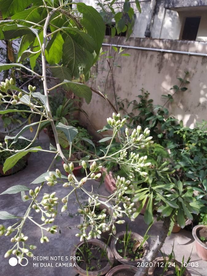 Verbesina virginica — search result for 'Woodlands of eastern North America'