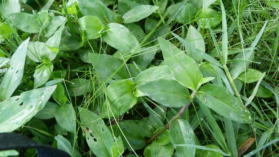 Commelina benghalensis — search result for 'Pakistan'