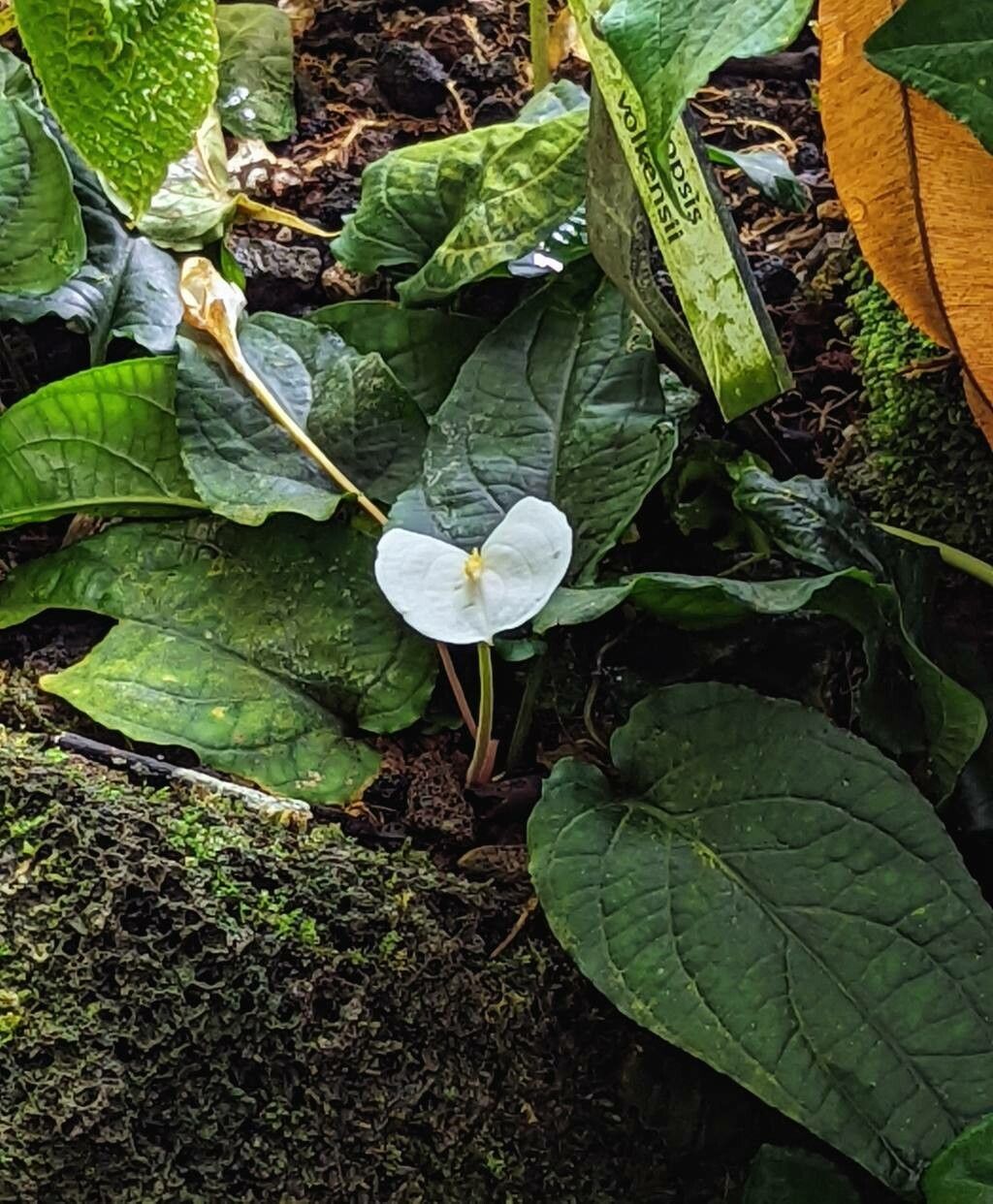 Callopsis volkensii flower