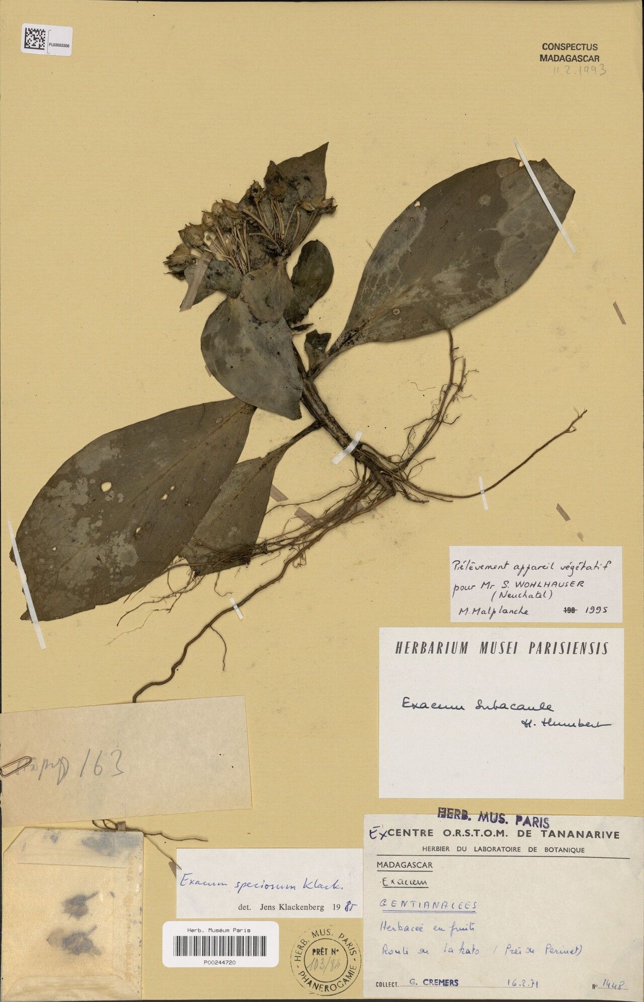 Exacum speciosum — houseplant care guide