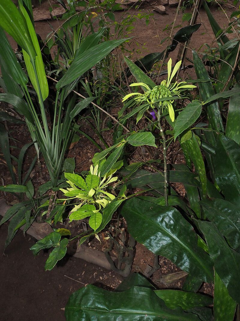 Crateva eminens habit