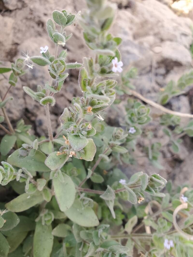 Hygrophila abyssinica — related species from the same genus