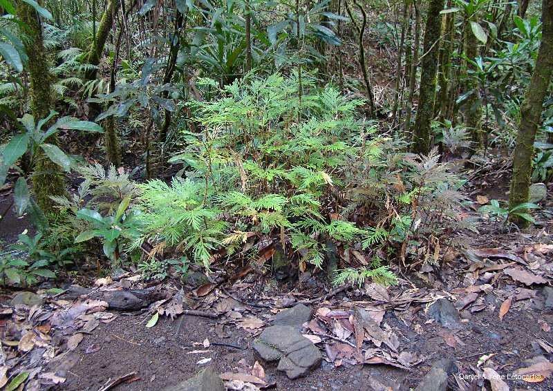 Selaginella megastachya habit