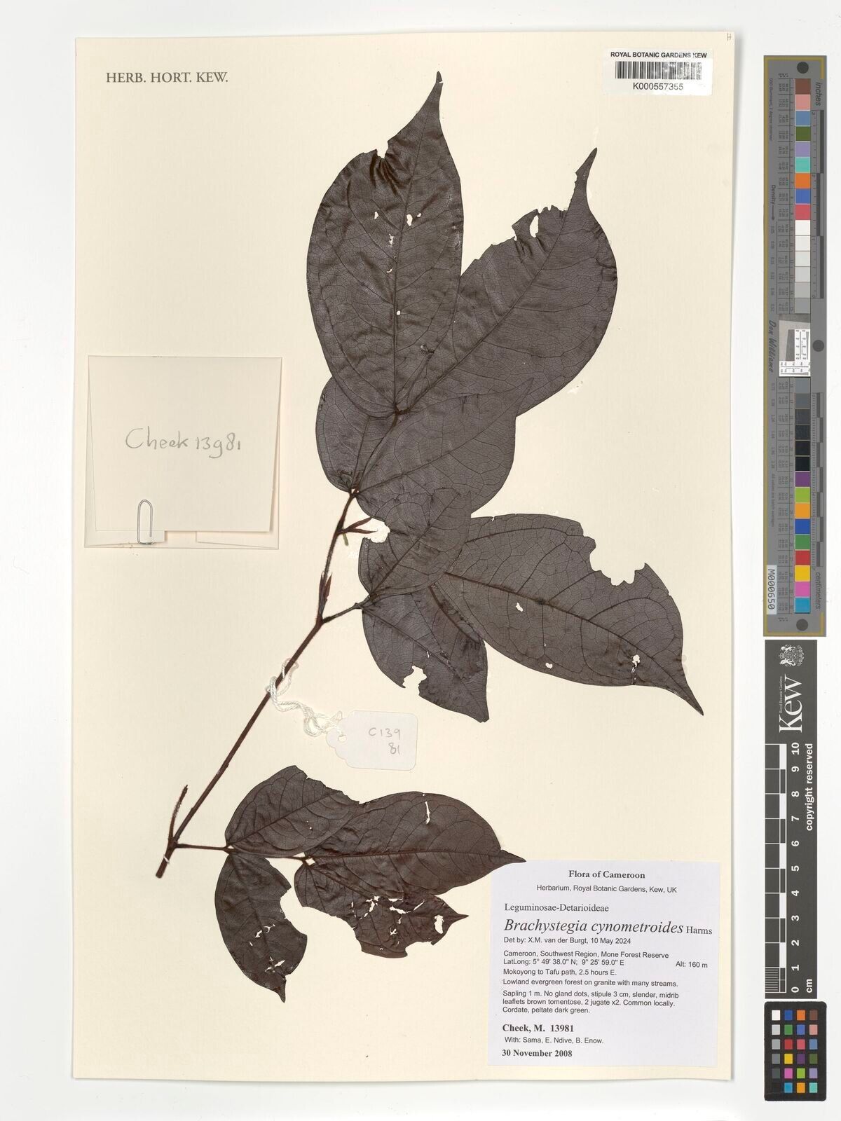 Brachystegia cynometroides — related species from the same genus