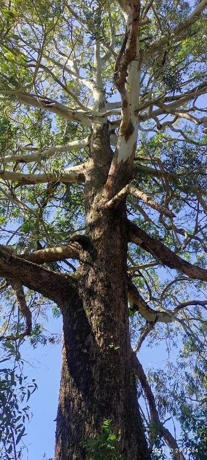 Eucalyptus × congener — houseplant care guide