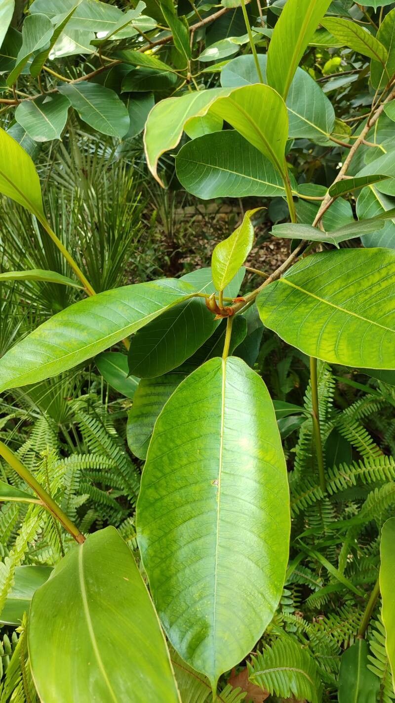 Ficus drupacea leaf