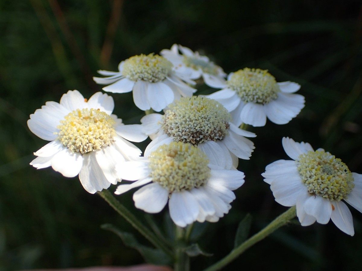 Achillea pyrenaica flower