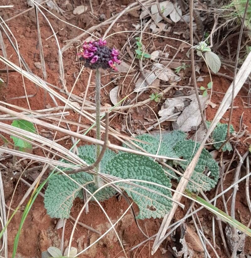 Hyptis comaroides habit