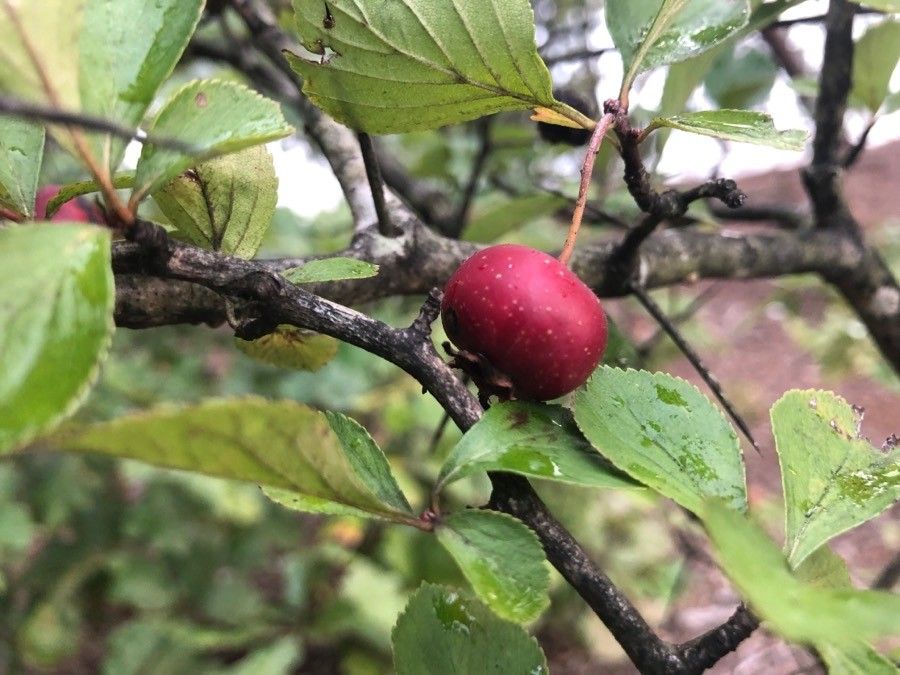 Crataegus tracyi fruit