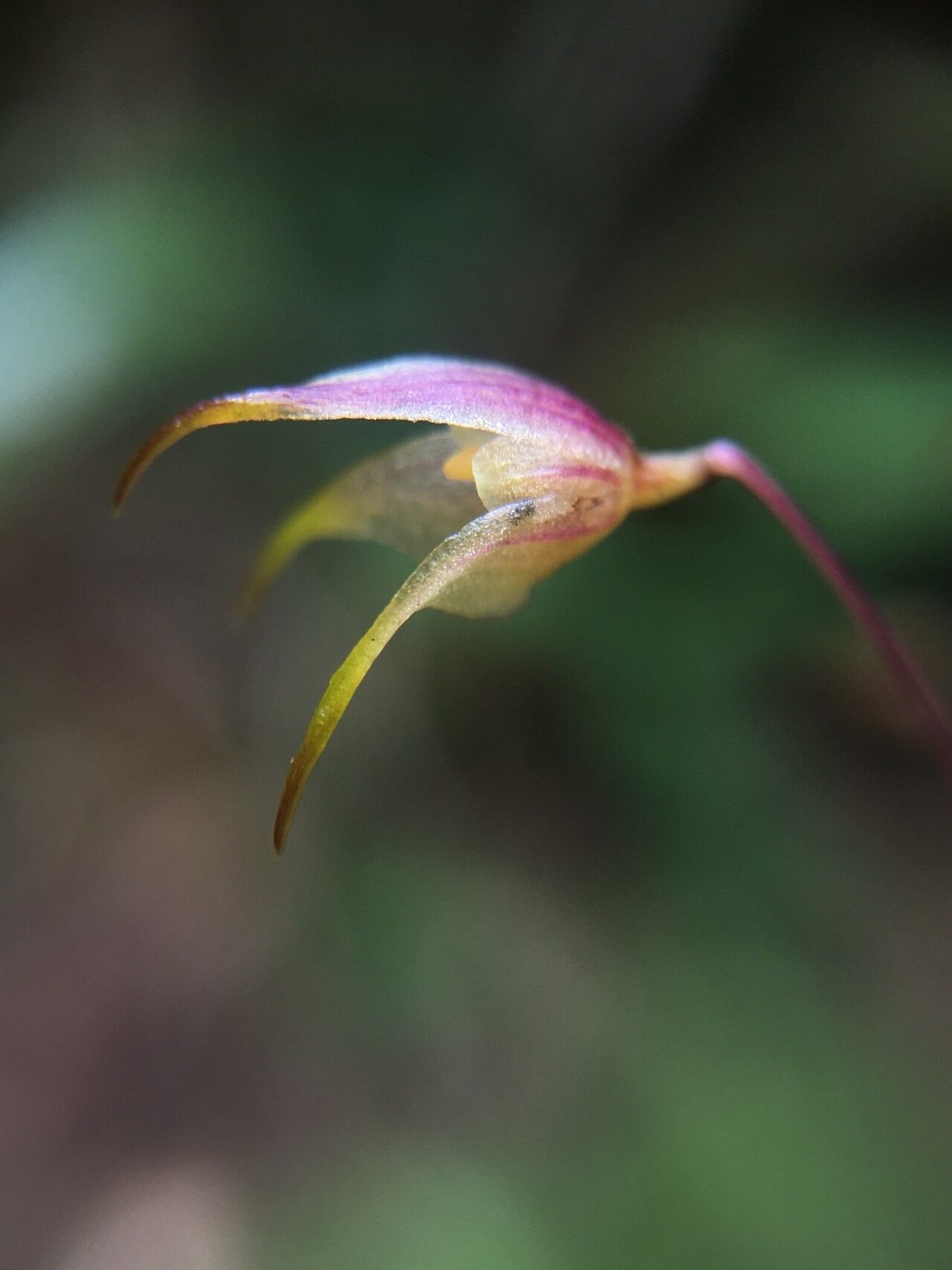 Bulbophyllum percorniculatum flower