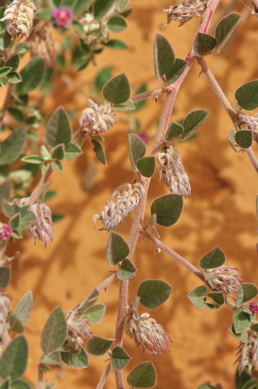 Indigofera diphylla fruit