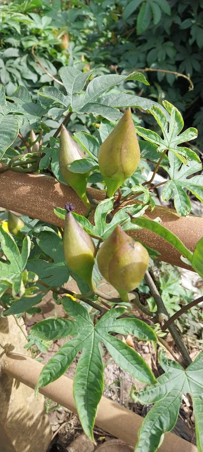 Distimake tuberosus fruit