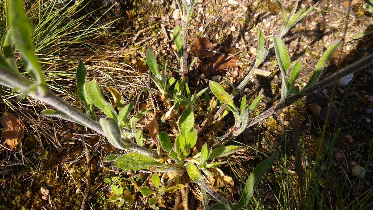 Silene tyrrhenia — houseplant care guide