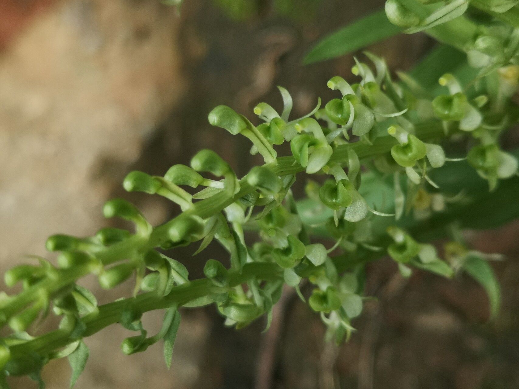 Liparis epiphytica flower