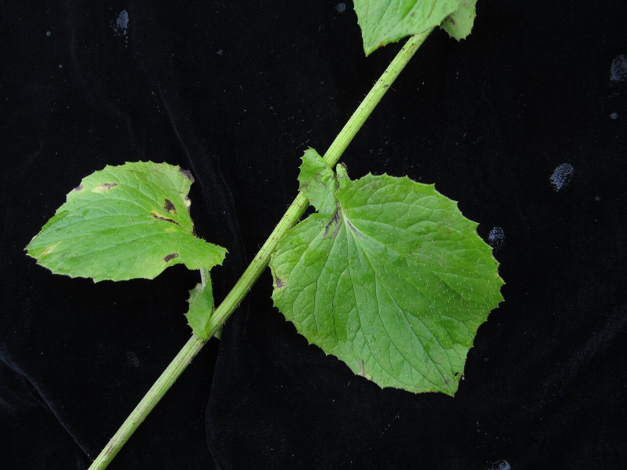 Doronicum kamaonense habit