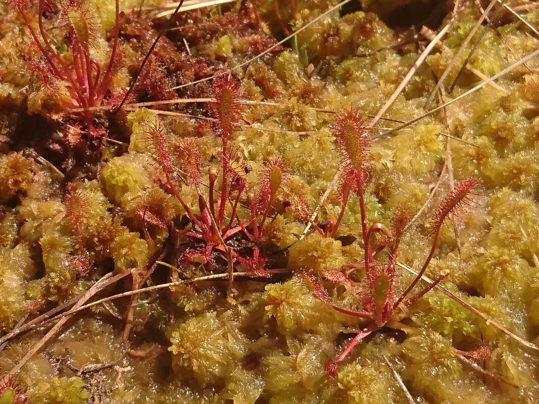 Drosera longifolia habit