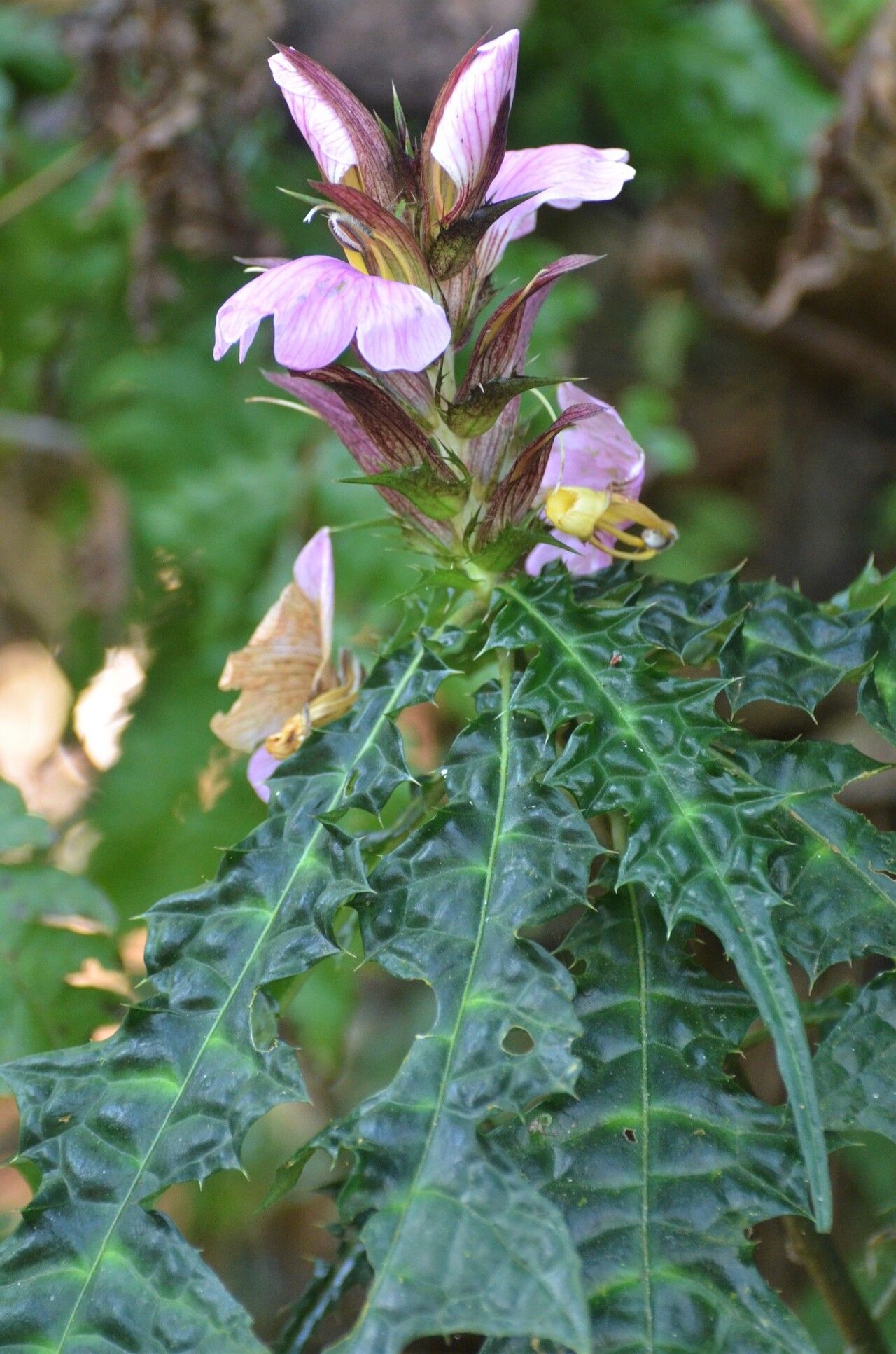 Acanthus ueleensis — search result for 'Acanthus'