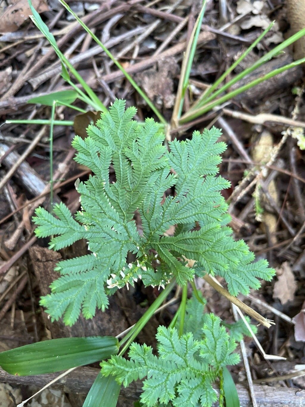 Selaginella conduplicata leaf