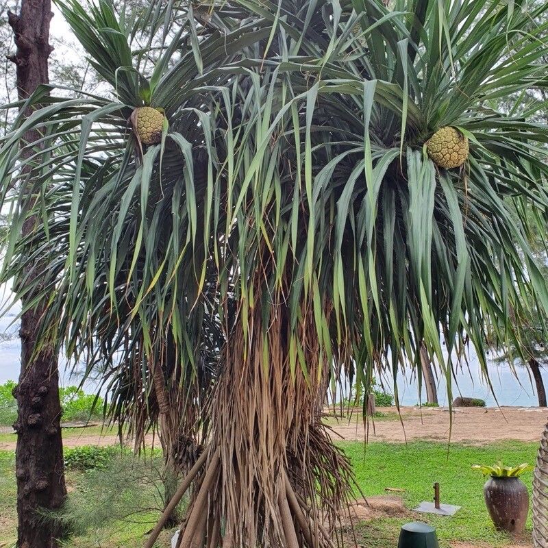 Pandanus odorifer — search result for 'Pandanus'