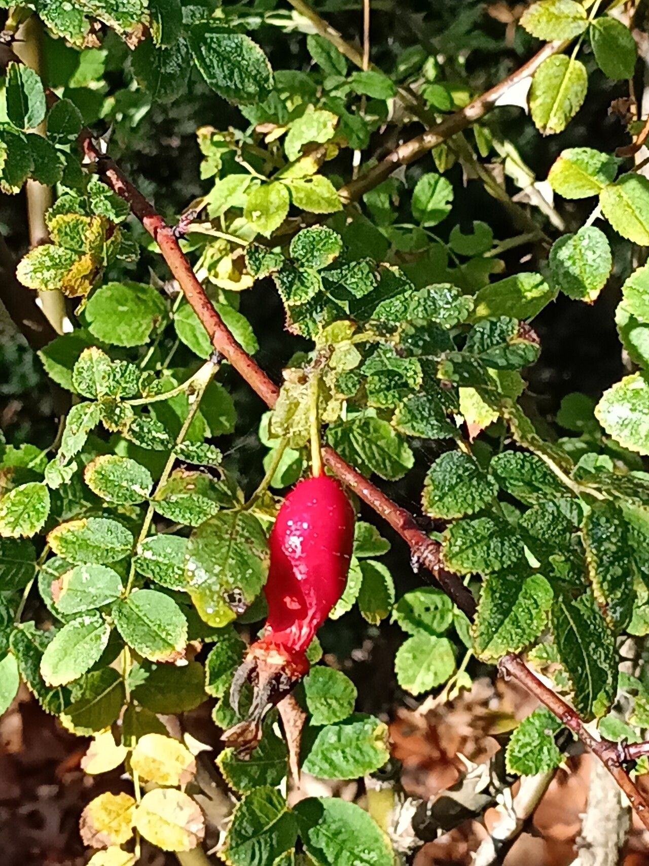 Rosa setipoda fruit
