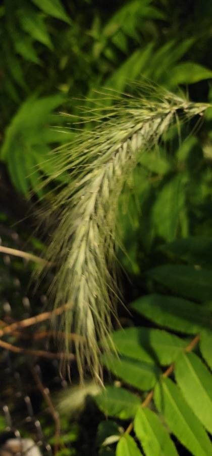 Elymus canadensis flower