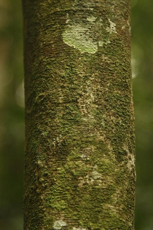 Inga umbellifera bark