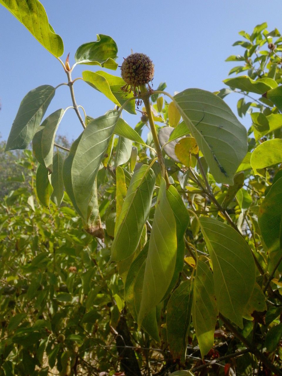 Mitragyna inermis flower