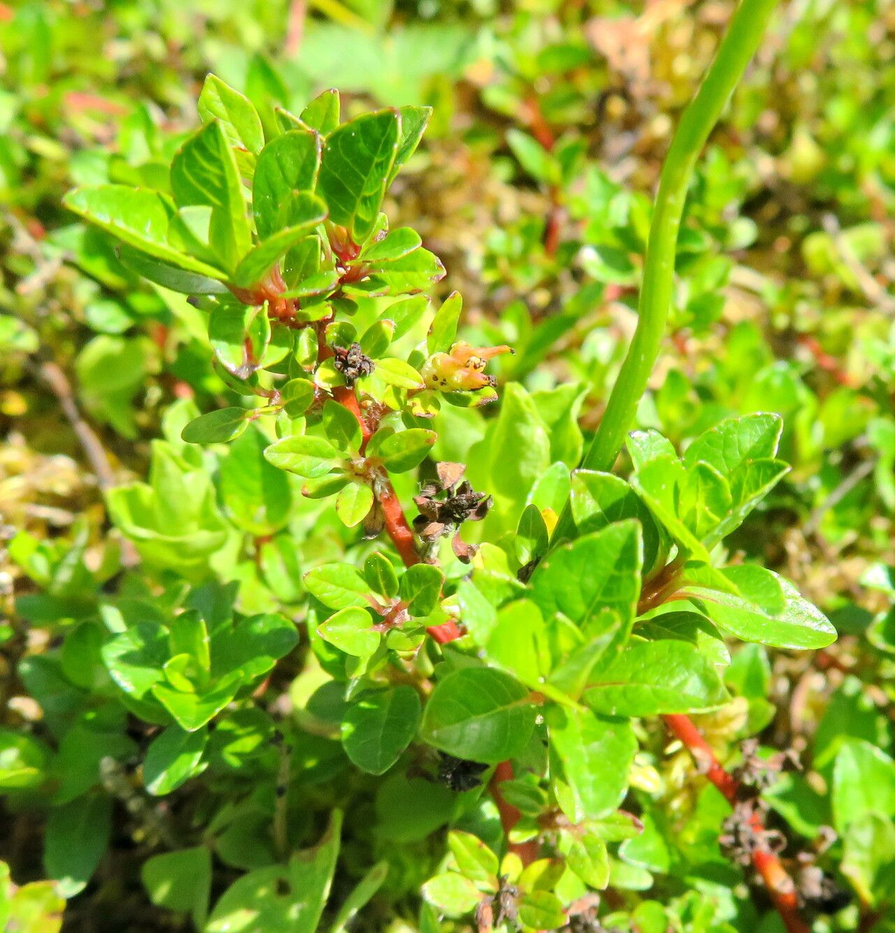 Salix calyculata leaf