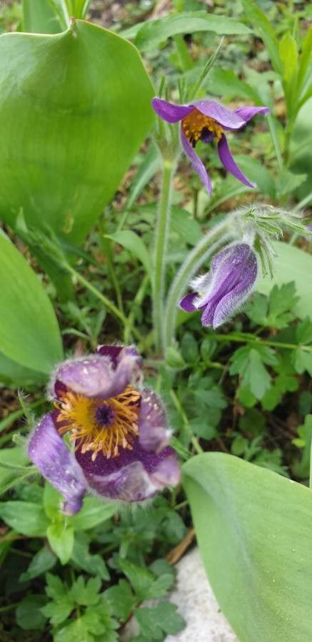 Clematis hirsutissima flower