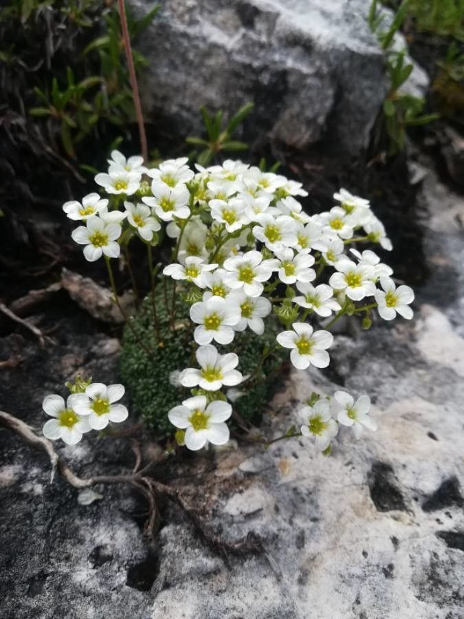 Saxifraga squarrosa flower