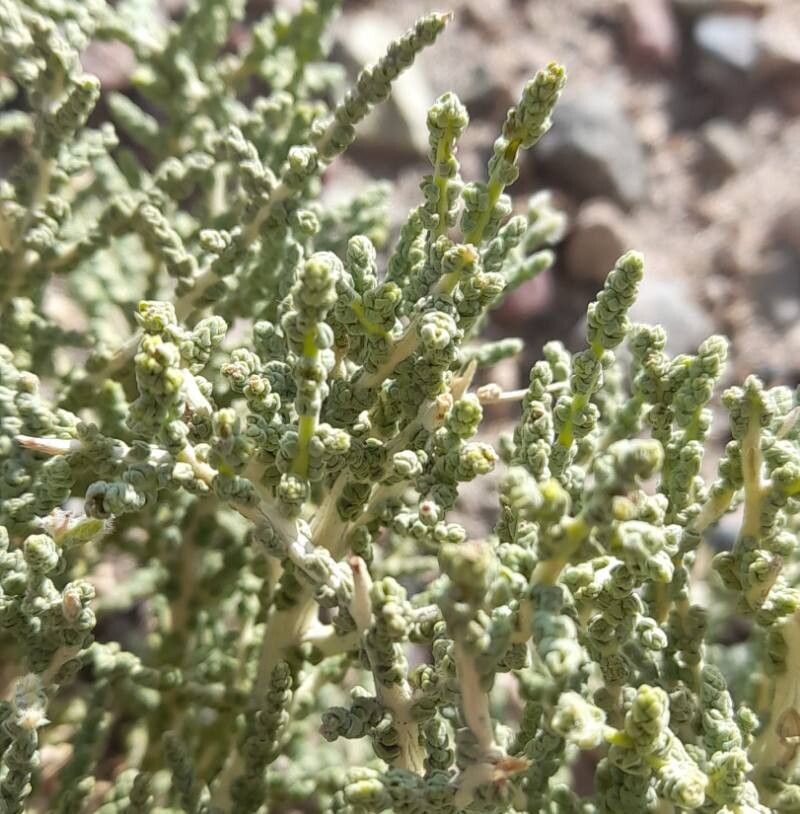 Aloysia deserticola leaf