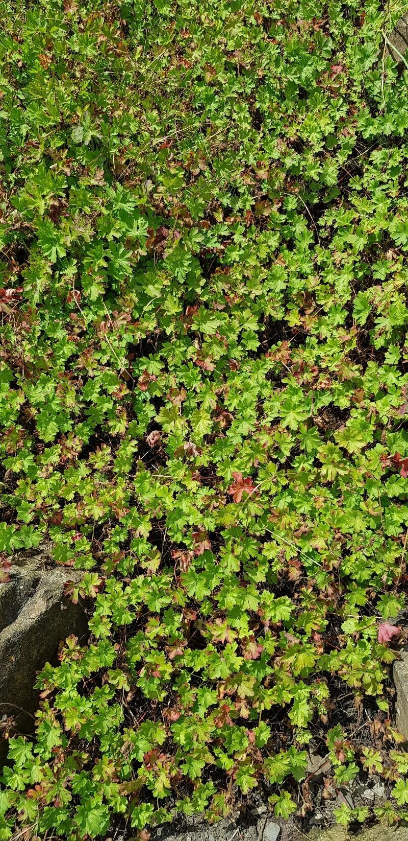 Geranium × cantabrigiense habit