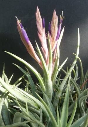 Tillandsia santosiae — houseplant care guide