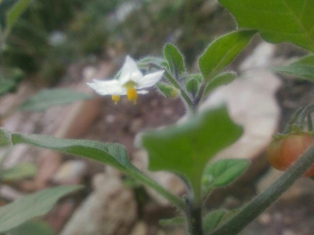 Solanum alatum flower