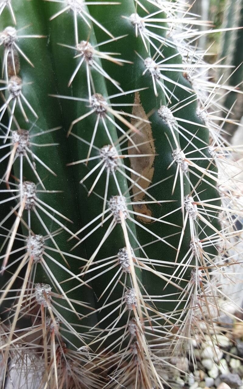 Soehrensia tarijensis leaf