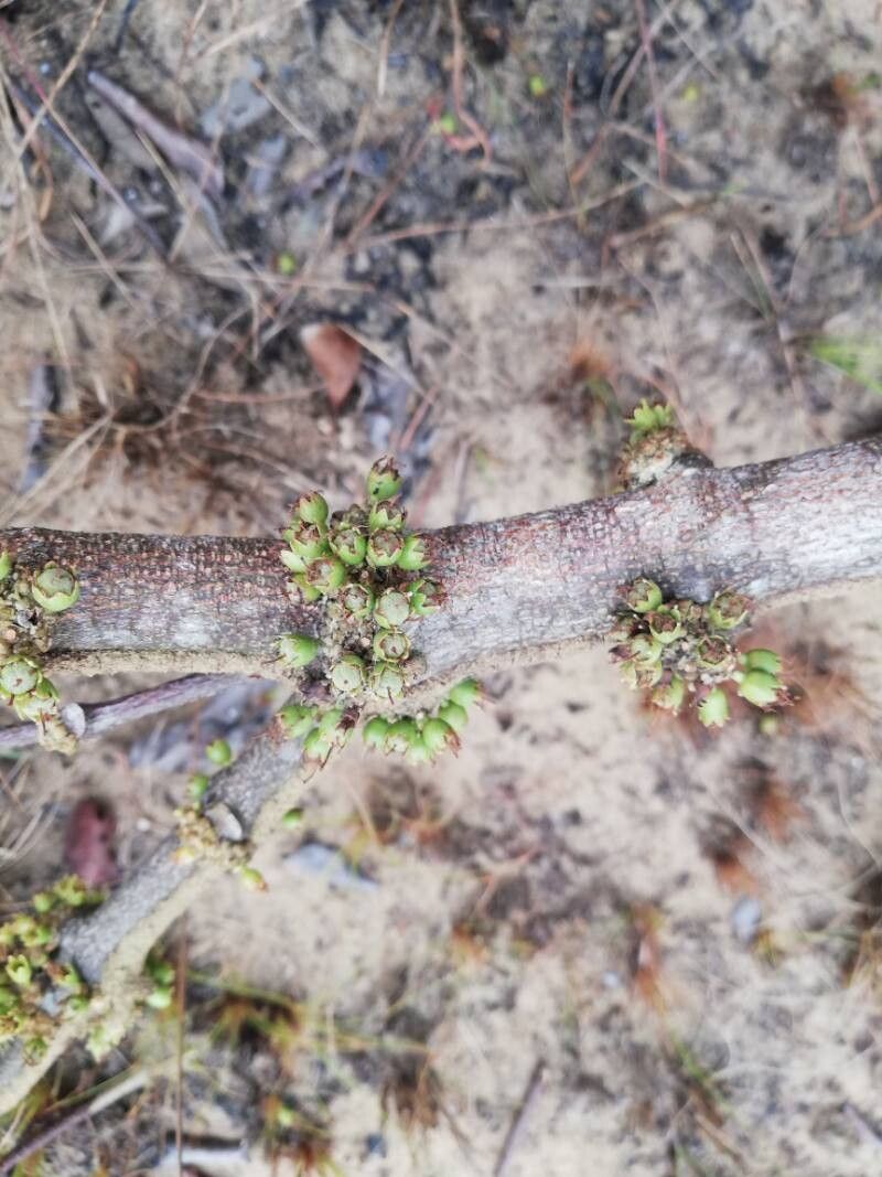 Cassipourea congoensis flower