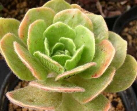 Aeonium smithii habit