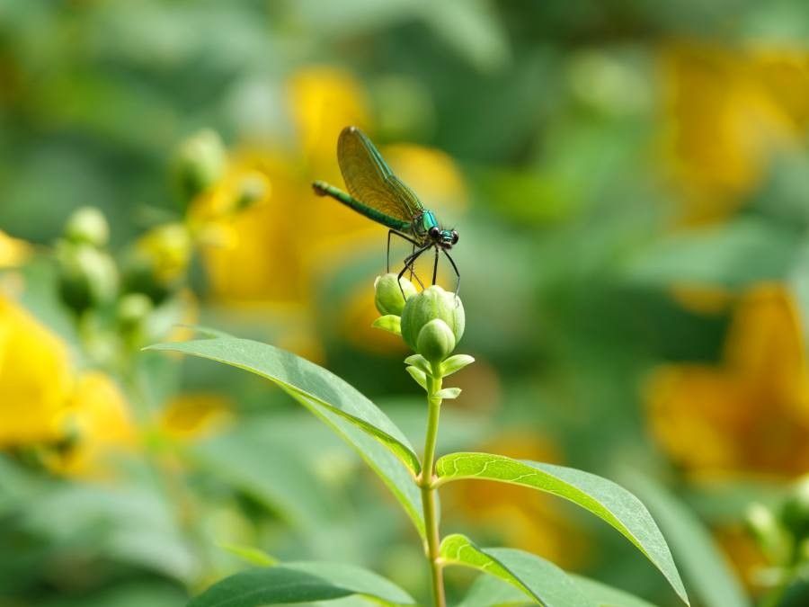 Hypericum prolificum