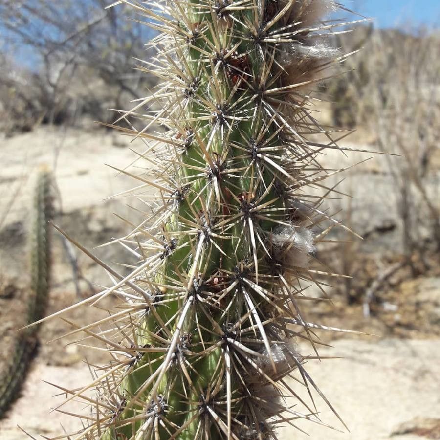 Echinocereus engelmannii bark