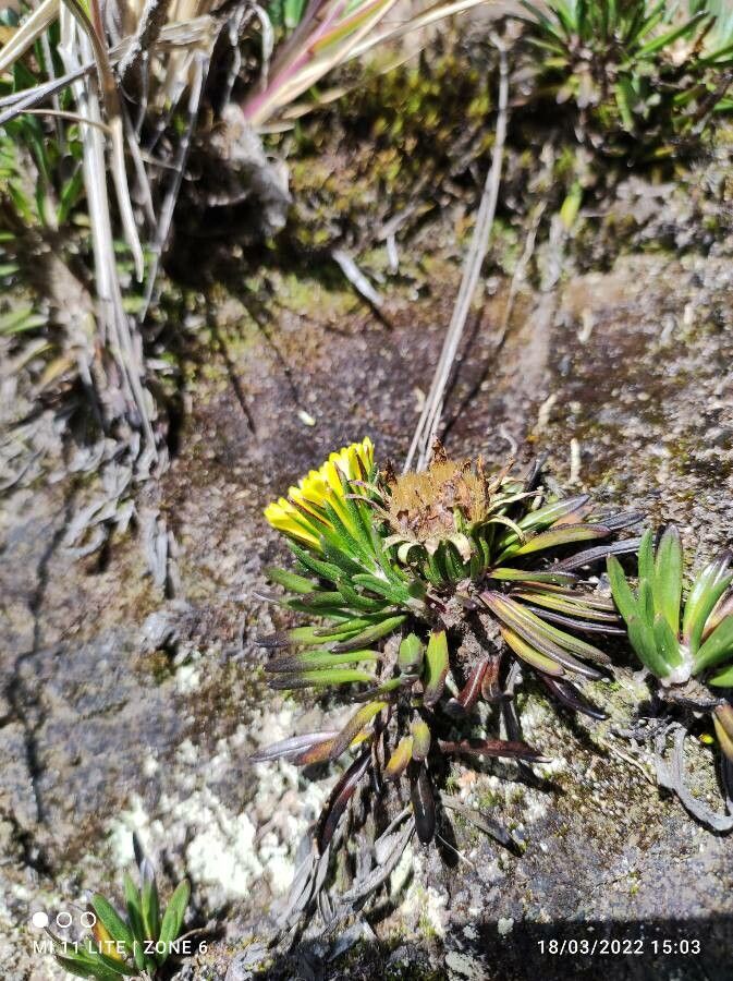 Werneria pumila habit