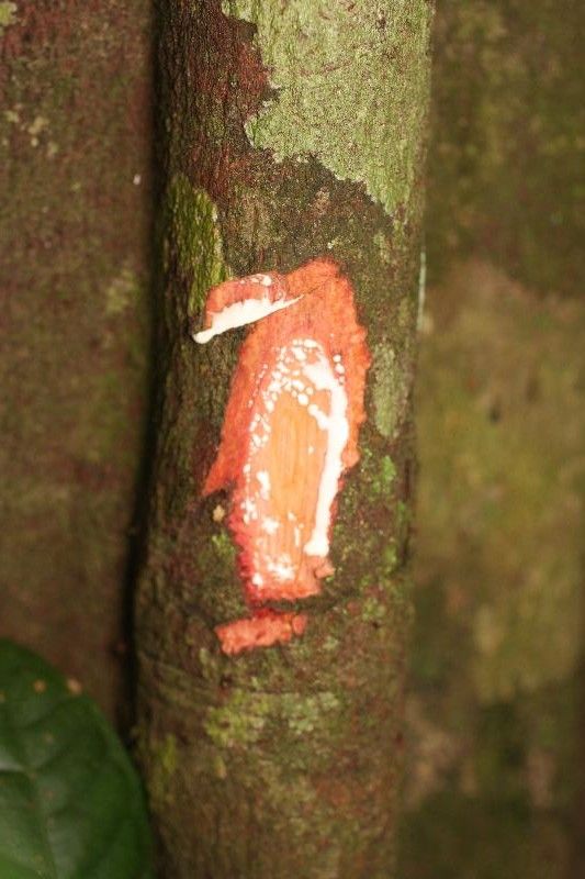 Pouteria coriacea other