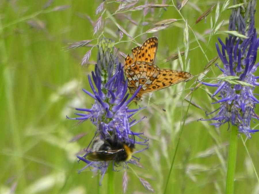 Phyteuma betonicifolium flower