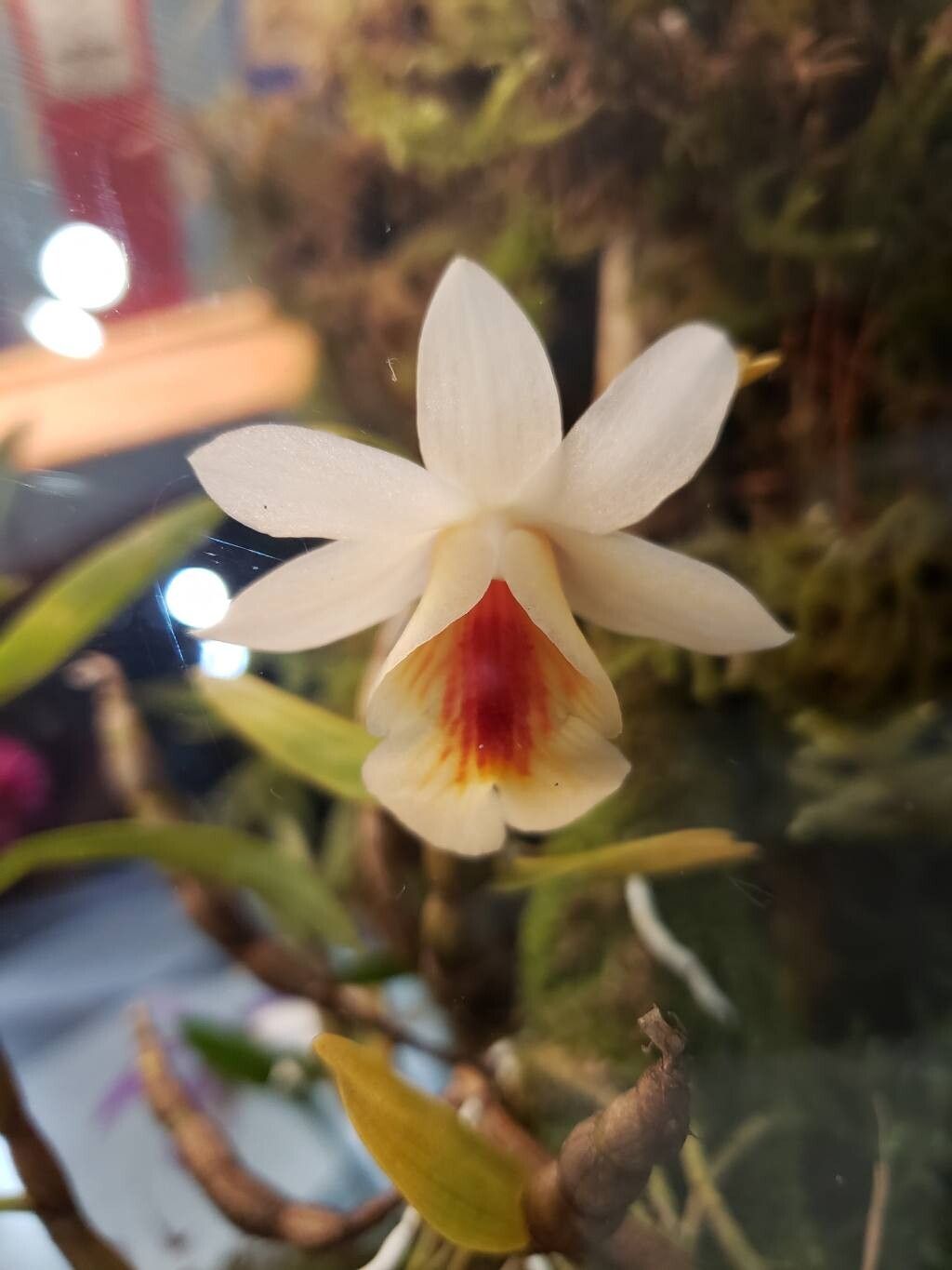 Dendrobium christyanum — houseplant care guide