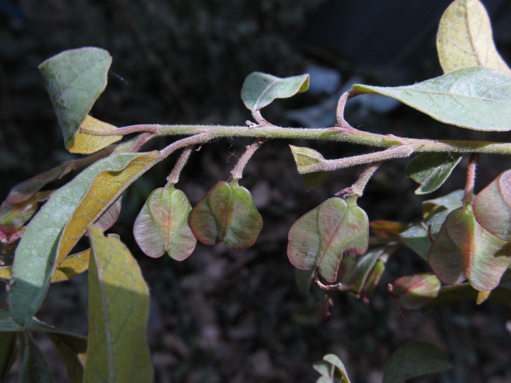 Hymenocardia acida fruit