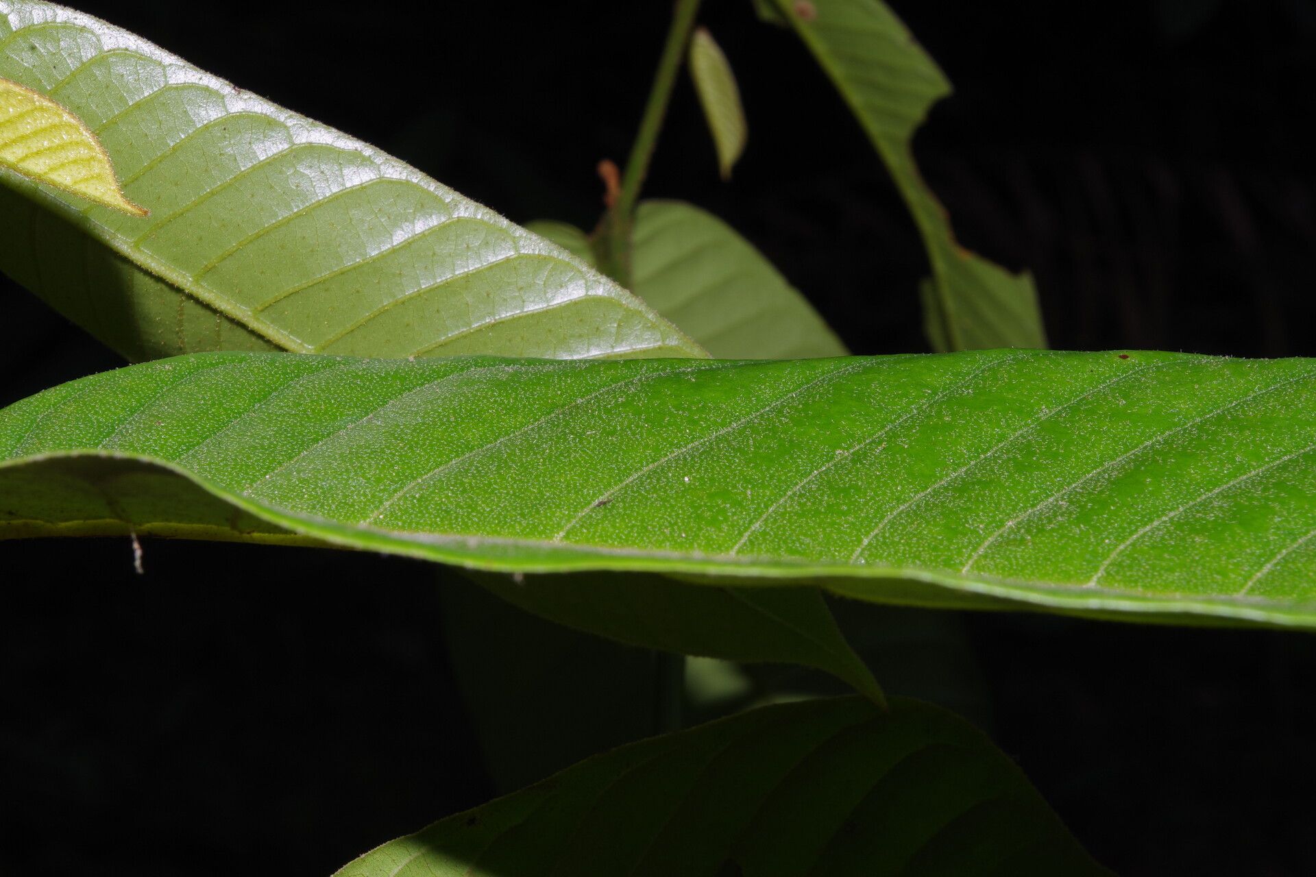 Uvaria muricata — houseplant care guide