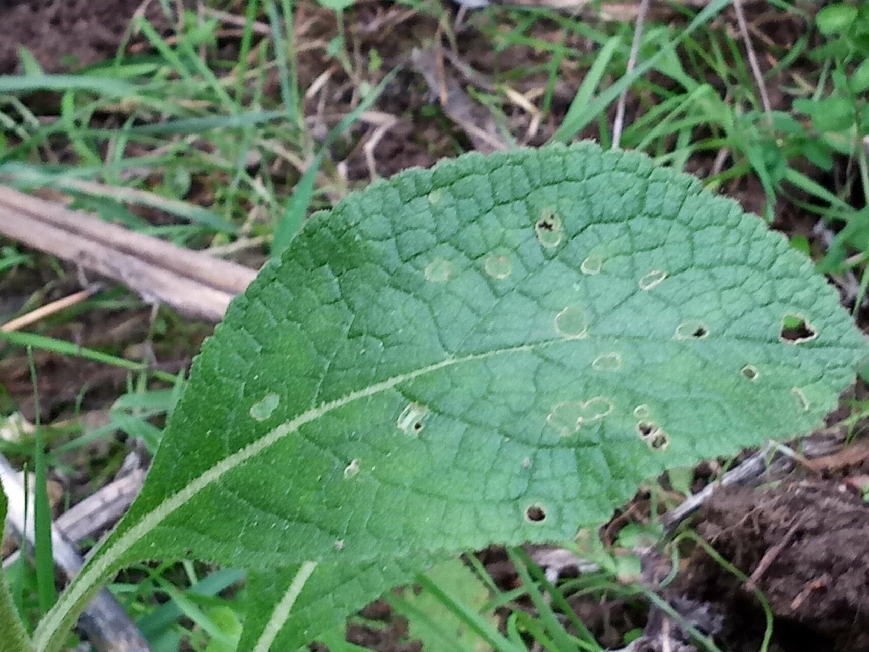 Verbascum creticum leaf