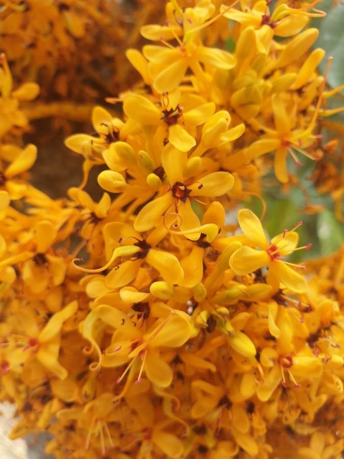 Saraca indica flower