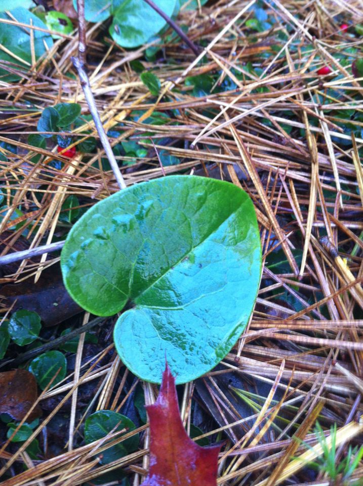 Hexastylis rhombiformis — search result for 'Aristolochiaceae'