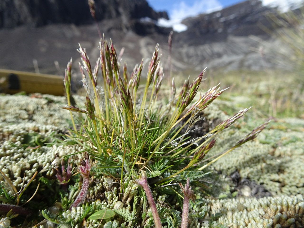 Calamagrostis minima habit