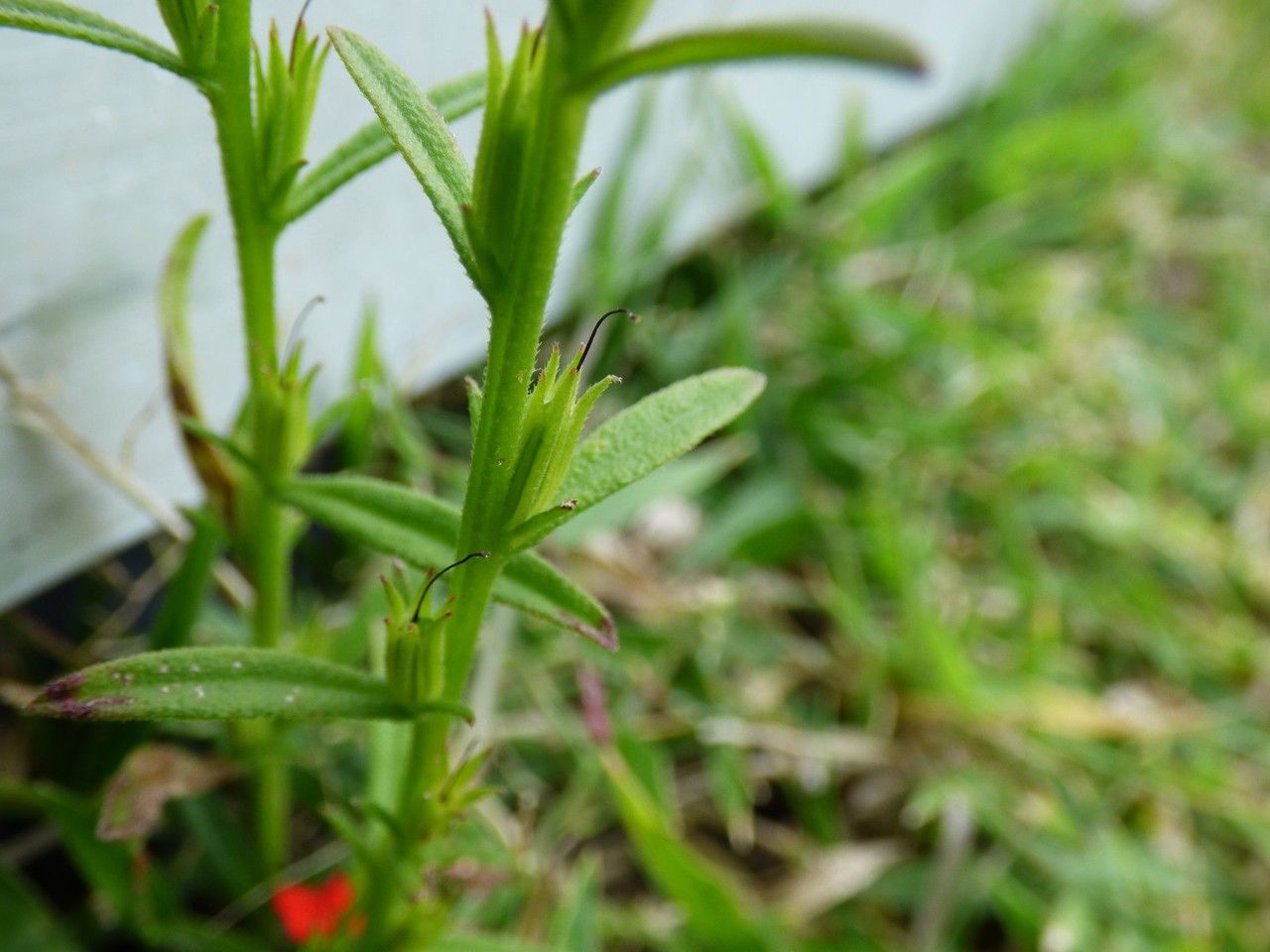 Striga asiatica fruit